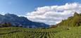 Vigneti nei dintorni di Pressano